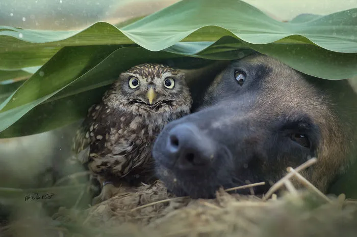 These 50 Photos Of Ingo The Dog And His Owl Friends Is The Only Thing You Need To See Today