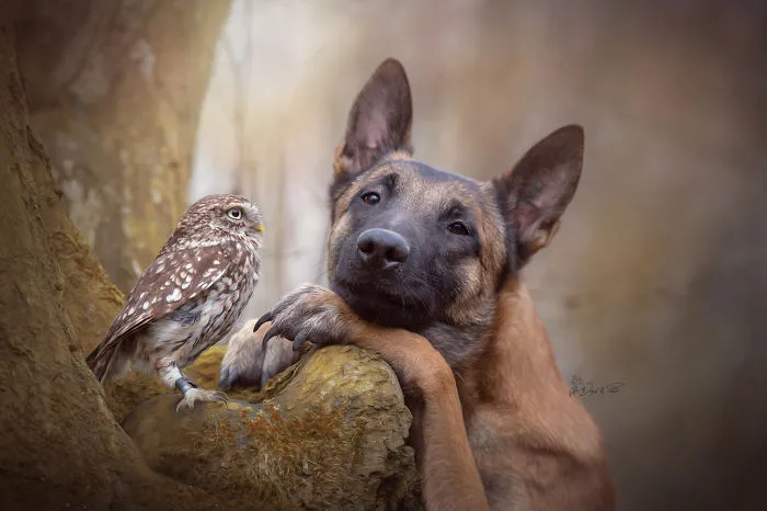30+ Fotos del perro Ingo y sus amigos búhos que son lo único que necesitas ver hoy