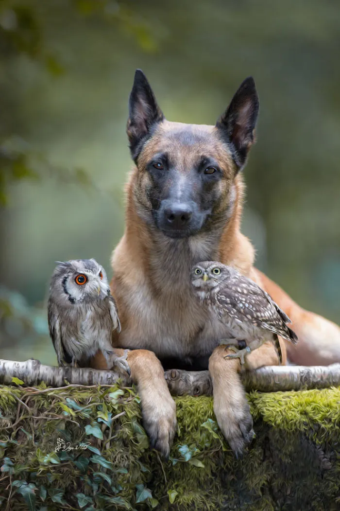 These 50 Photos Of Ingo The Dog And His Owl Friends Is The Only Thing You Need To See Today