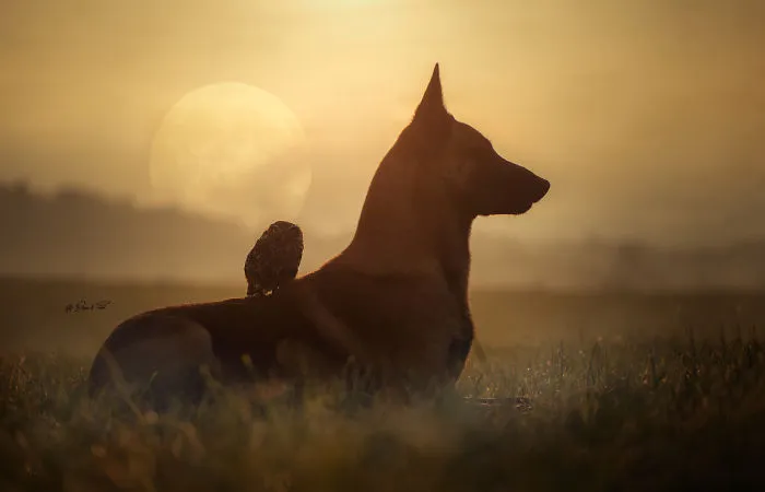 These 50 Photos Of Ingo The Dog And His Owl Friends Is The Only Thing You Need To See Today