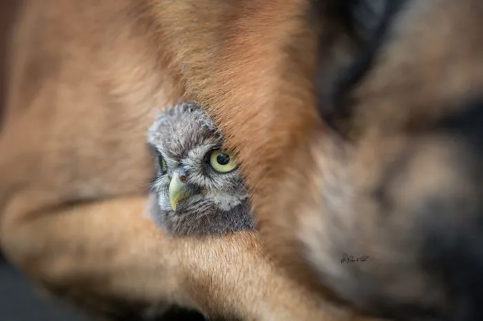 These 50 Photos Of Ingo The Dog And His Owl Friends Is The Only Thing You Need To See Today