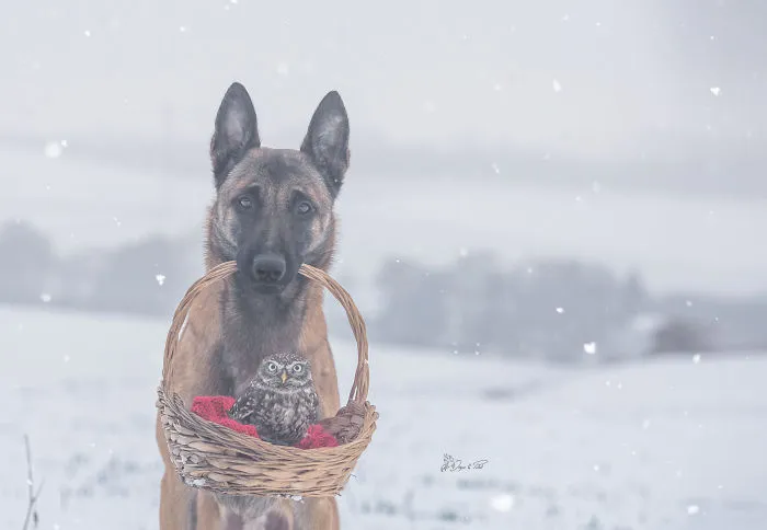 These 50 Photos Of Ingo The Dog And His Owl Friends Is The Only Thing You Need To See Today