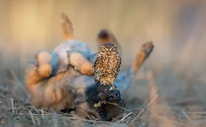 These 50 Photos Of Ingo The Dog And His Owl Friends Is The Only Thing You Need To See Today