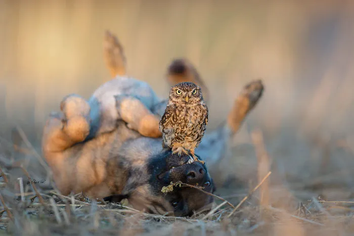 30+ Fotos del perro Ingo y sus amigos búhos que son lo único que necesitas ver hoy