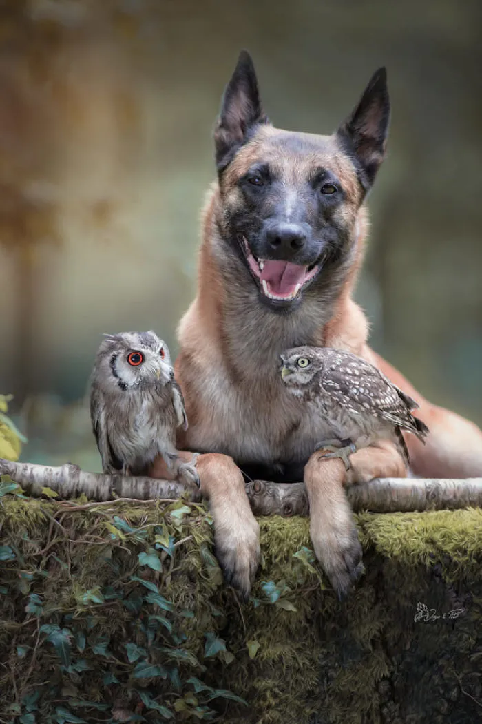 These 50 Photos Of Ingo The Dog And His Owl Friends Is The Only Thing You Need To See Today