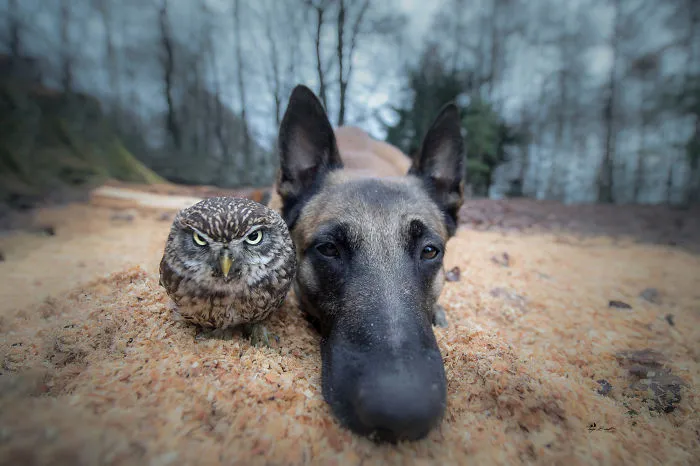 These 50 Photos Of Ingo The Dog And His Owl Friends Is The Only Thing You Need To See Today