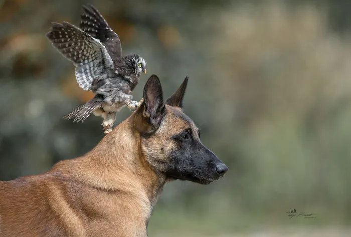 30+ Fotos del perro Ingo y sus amigos búhos que son lo único que necesitas ver hoy