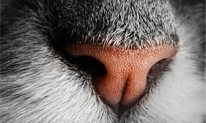 93 Close-Ups Of Cat Noses To Make Your Day