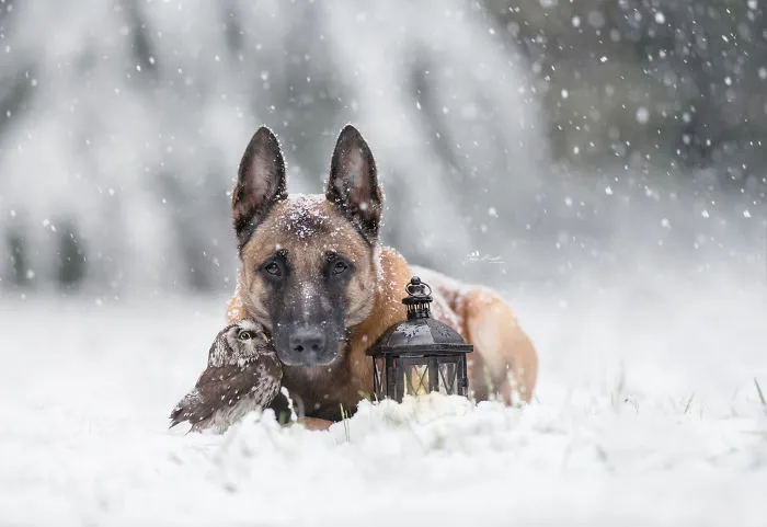 These 50 Photos Of Ingo The Dog And His Owl Friends Is The Only Thing You Need To See Today