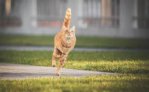 I Take Action Photos Of My Cat Ricky Playing In Our Yard And His Postures Are Incredible!