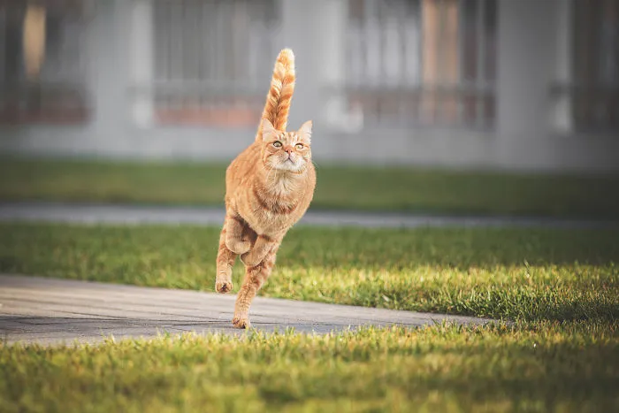 I Take Action Photos Of My Cat Ricky Playing In Our Yard And His Postures Are Incredible!