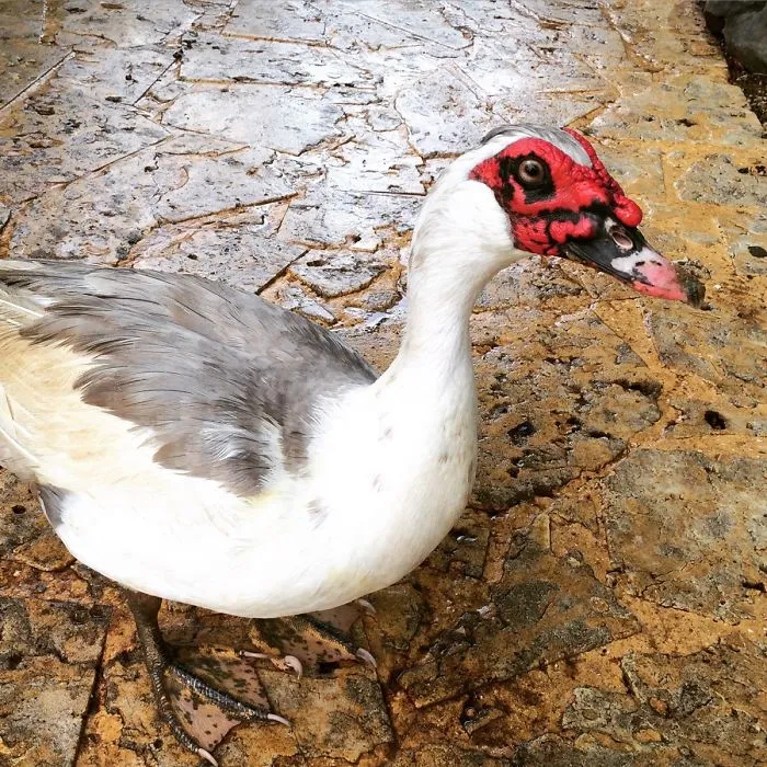 Pato que parece Darth Maul