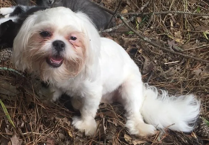Smiling dog resembling an iconic character, an accidental cosplay moment captured in the woods.
