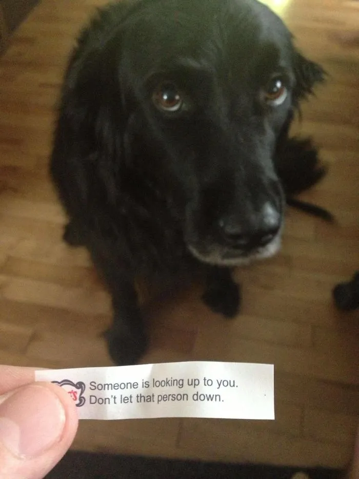 He Sat And Watched Me Eat Chinese Take-Out For Half An Hour. Then This Happened