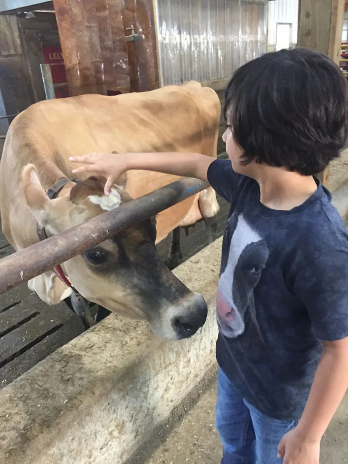 A Cow Seems Amused By My Son's Shirt