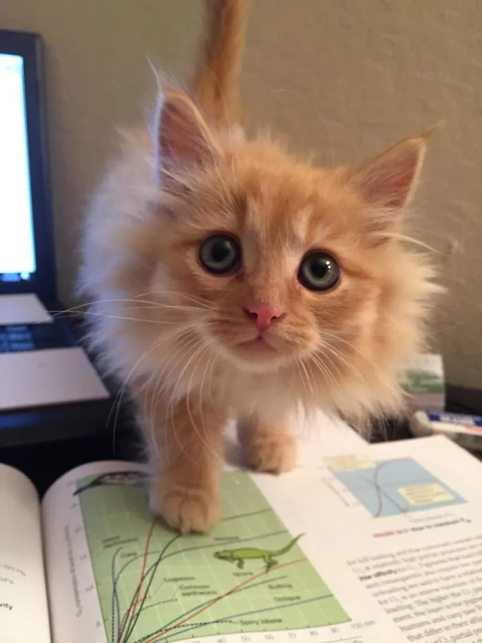 A veces tengo gatos de acogida del refugio. Este es Sunflower