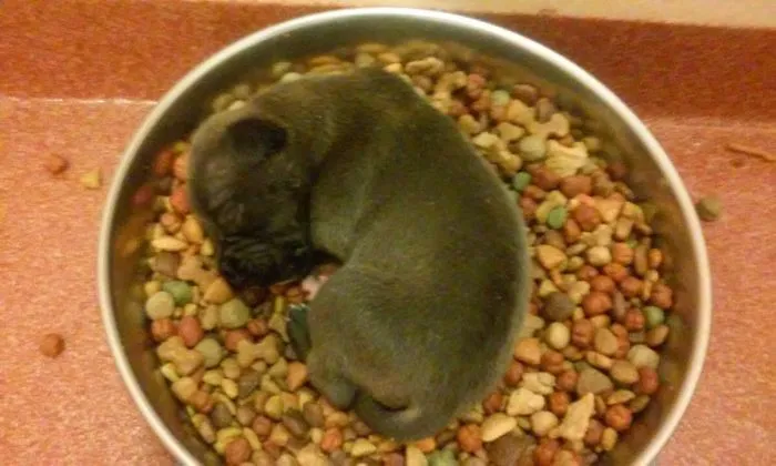 Trabajando en el refugio, mi madre se encontró así a uno de los cachorros