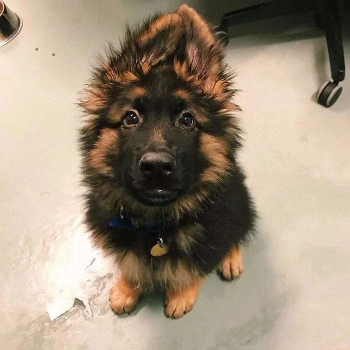 Este peludo ha venido al refugio en el que trabajo