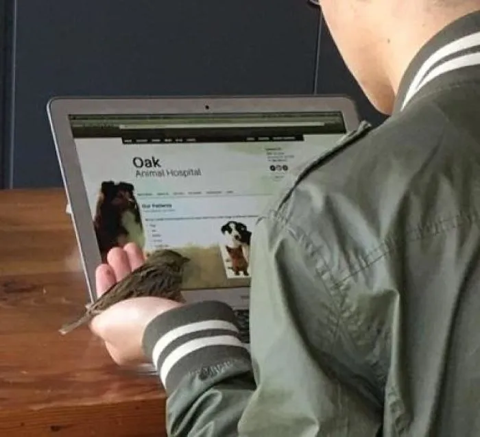 Was Reading At A Coffee Shop And Saw This Guy Looking Up Vet Services For An Injured Sparrow He Had Just Found