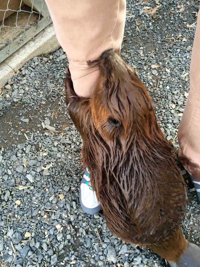 Este castor en nuestro centro de rehabilitación de fauna me da un abrazo porque me ha echado de menos... o porque quiere la manzana que tengo