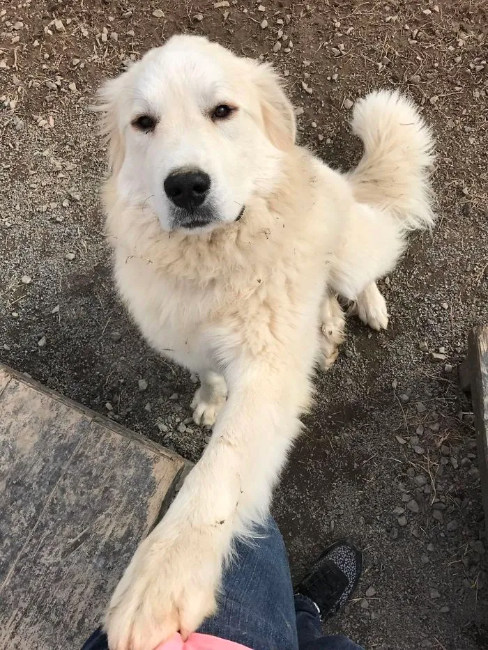 Me ha dado la pata nada más conocerme