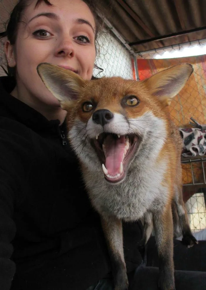 Santuario en Inglaterra, este es Raven, uno de nuestros zorros domesticados