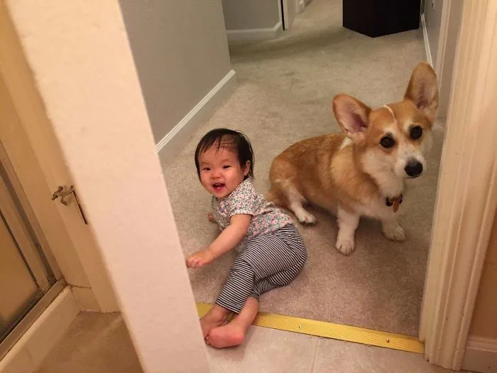 My Baby And Corgi Are Now Old Enough To Work Together. Now They Roam My House Like A Mini Harley And The Joker With The Dial Set To "Annoy"