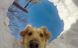 20 Times Retrievers Proved They Are The Best Dogs Ever