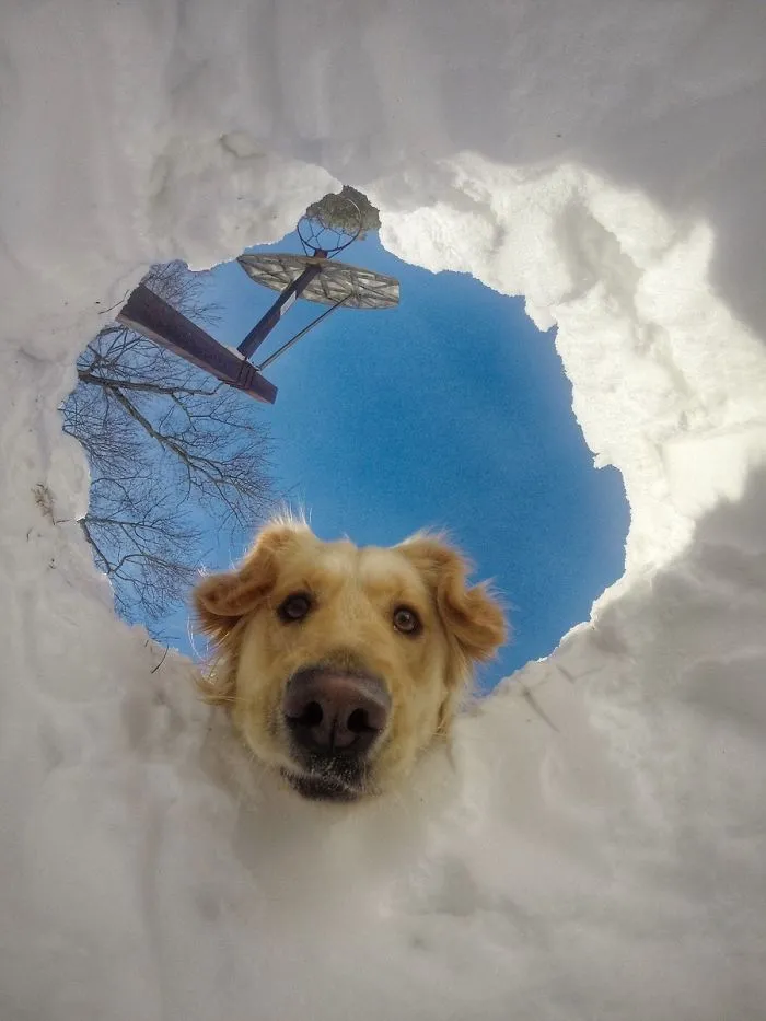 When You Get Buried In Snow But Your Dog Is A Retriever