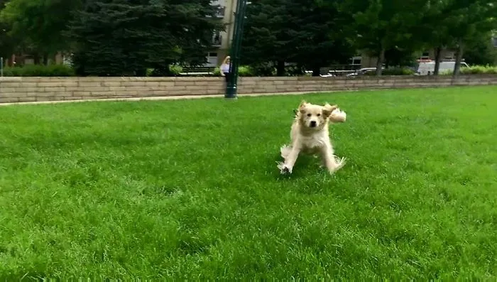 My Golden Retriever After Not Seeing Me For 9 Months
