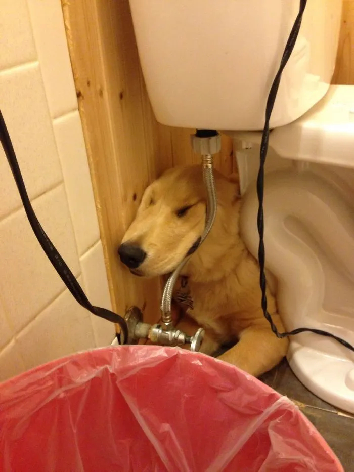 Le gusta dormir bajo el retrete
