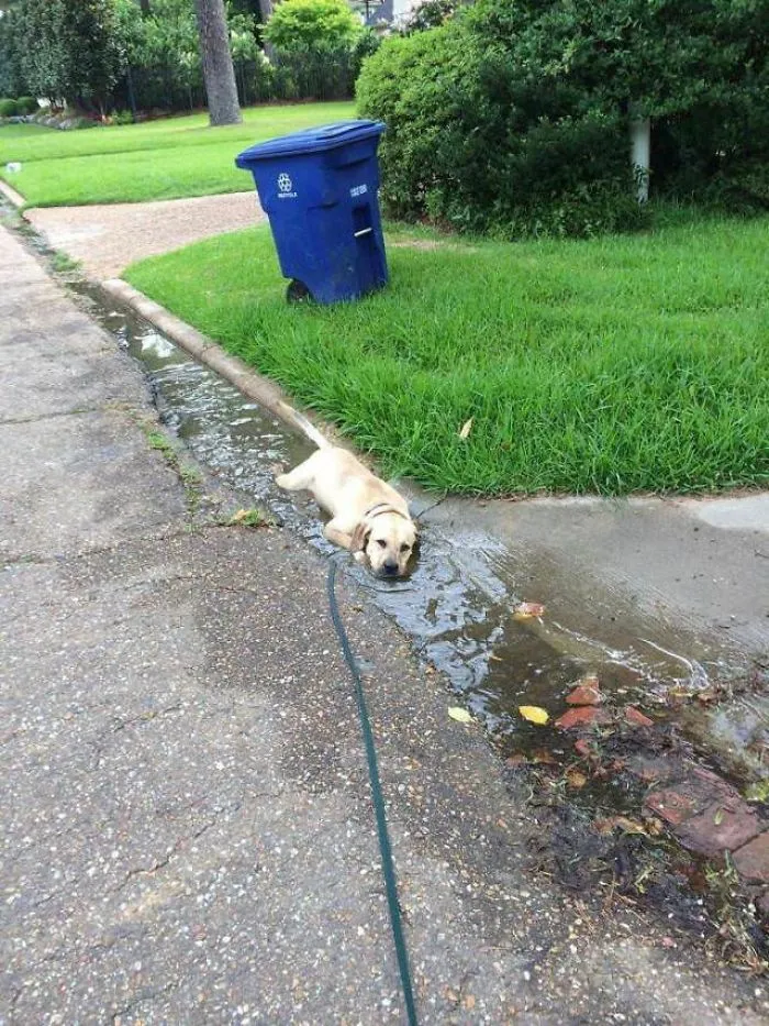 Labrador haciendo cosas de labrador