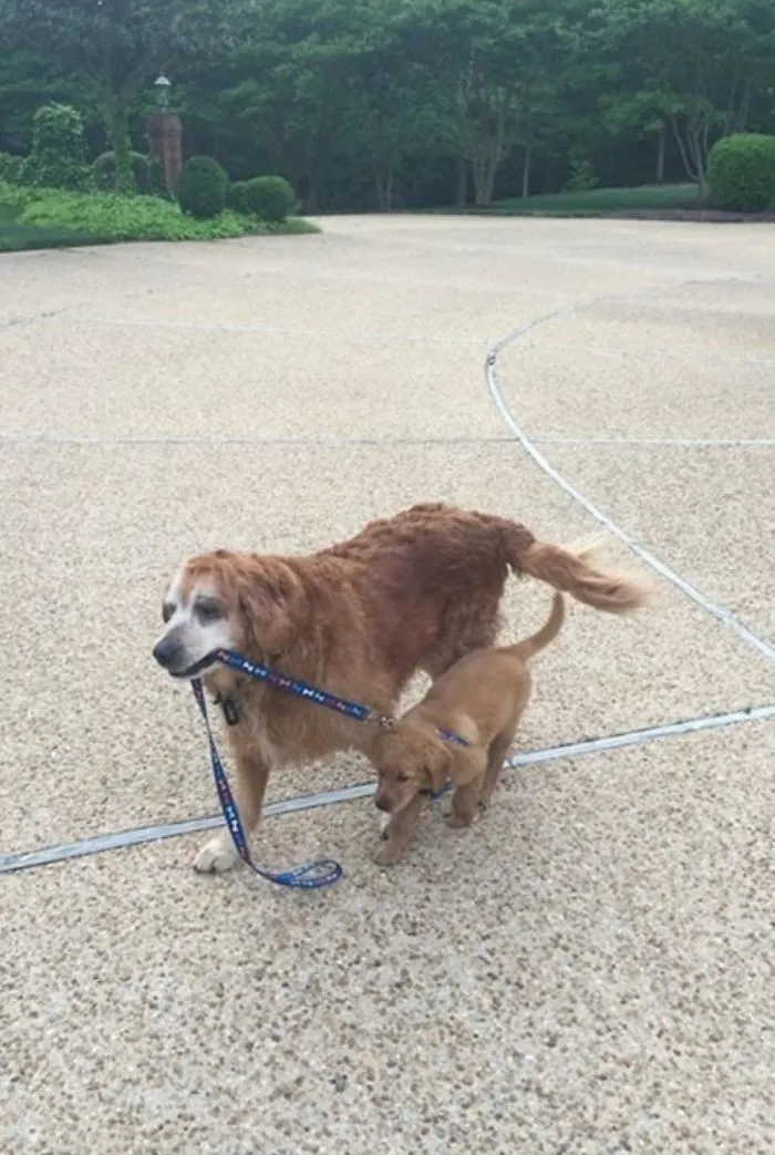 Golden de 13 años llevando de paseo a un cachorro de 8 semanas