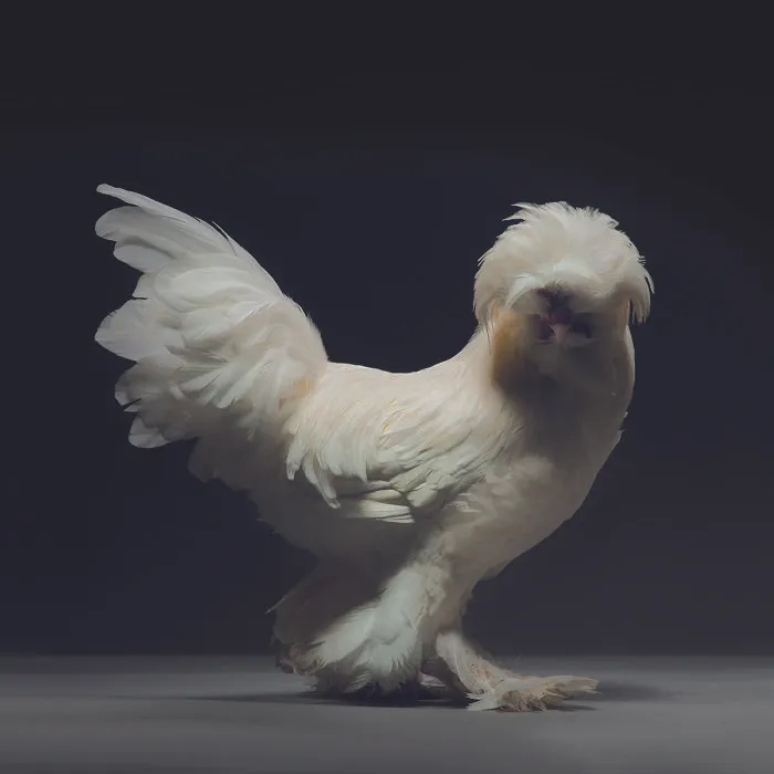 We Photographed Hundreds Of The Most Beautiful Chickens, And Just Look At Them!