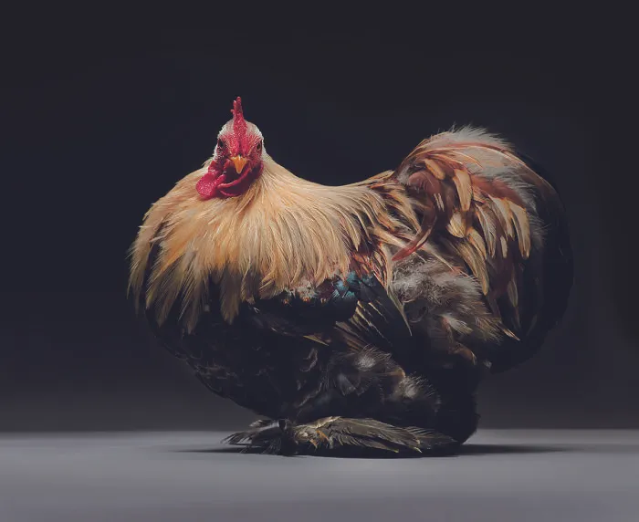 We Photographed Hundreds Of The Most Beautiful Chickens, And Just Look At Them!