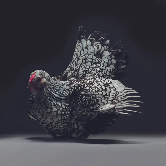 We Photographed Hundreds Of The Most Beautiful Chickens, And Just Look At Them!