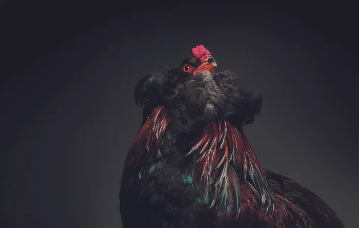 We Photographed Hundreds Of The Most Beautiful Chickens, And Just Look At Them!