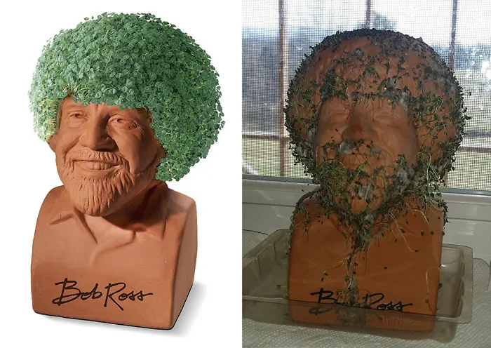 Planta de quia en forma de Bob Ross