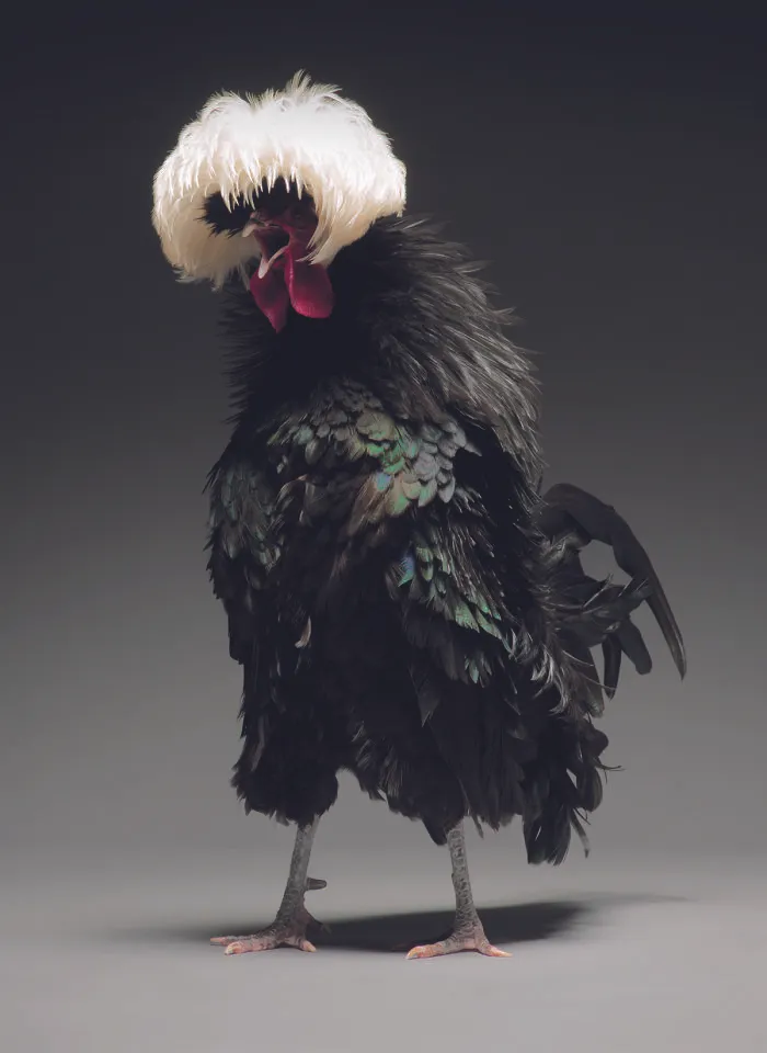 We Photographed Hundreds Of The Most Beautiful Chickens, And Just Look At Them!