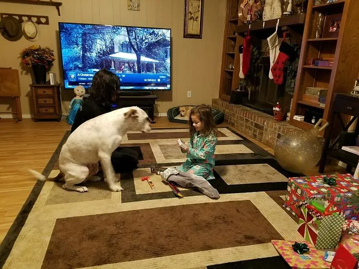 Every Little Girl Dererves Her Own Bulldog!