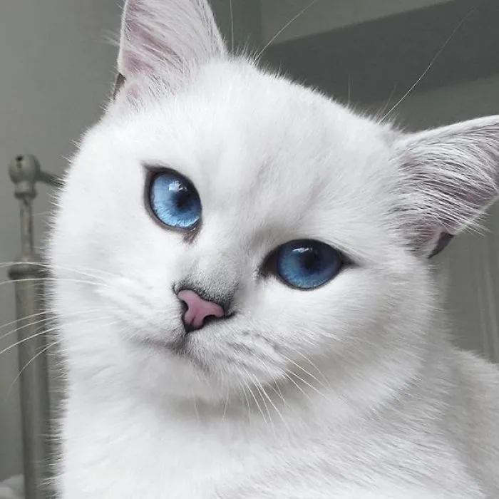 Here Are Some Of The Most Beautiful Cats Ever