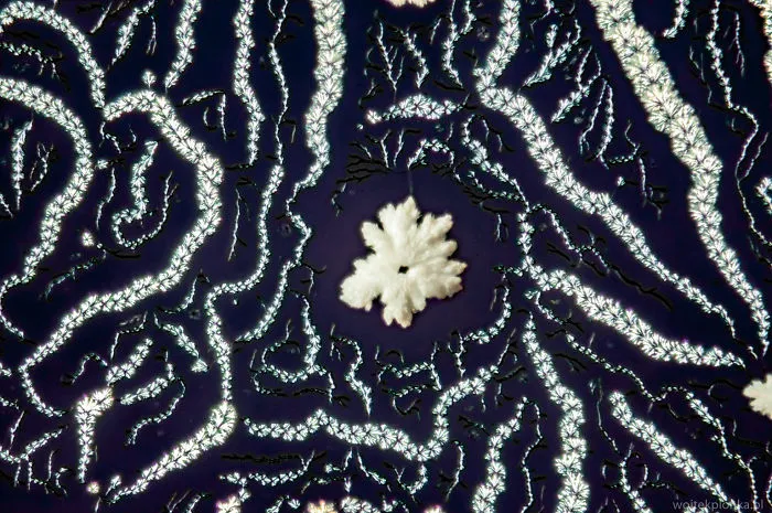 I Photograph Common Substances Through A Microscope Using Polarized Light