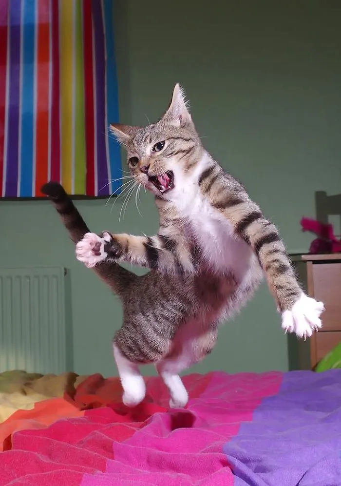 Dancing Kitty