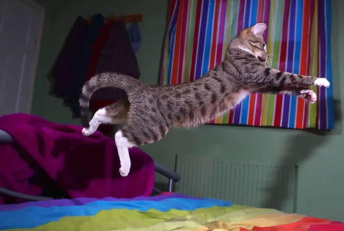 Super Kitty