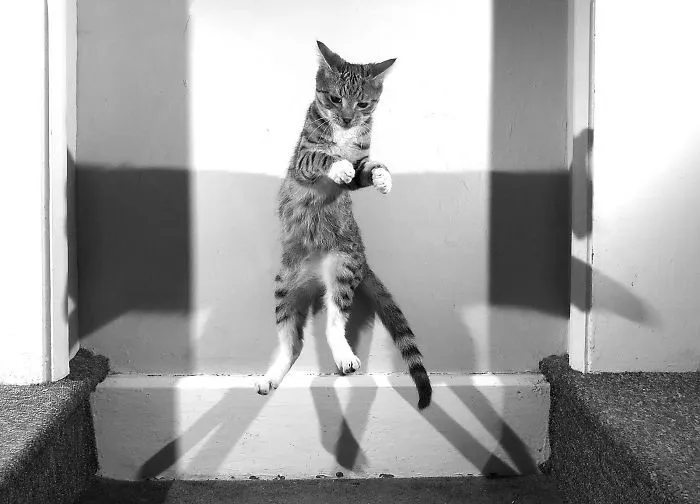 Matrix Kitty