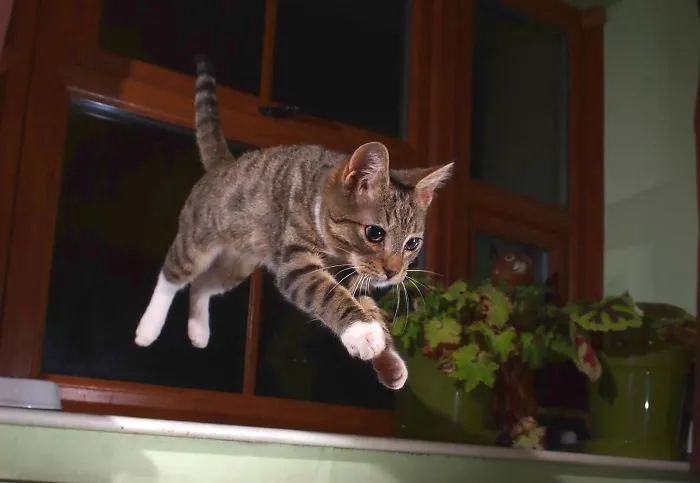 Jumping Kitty