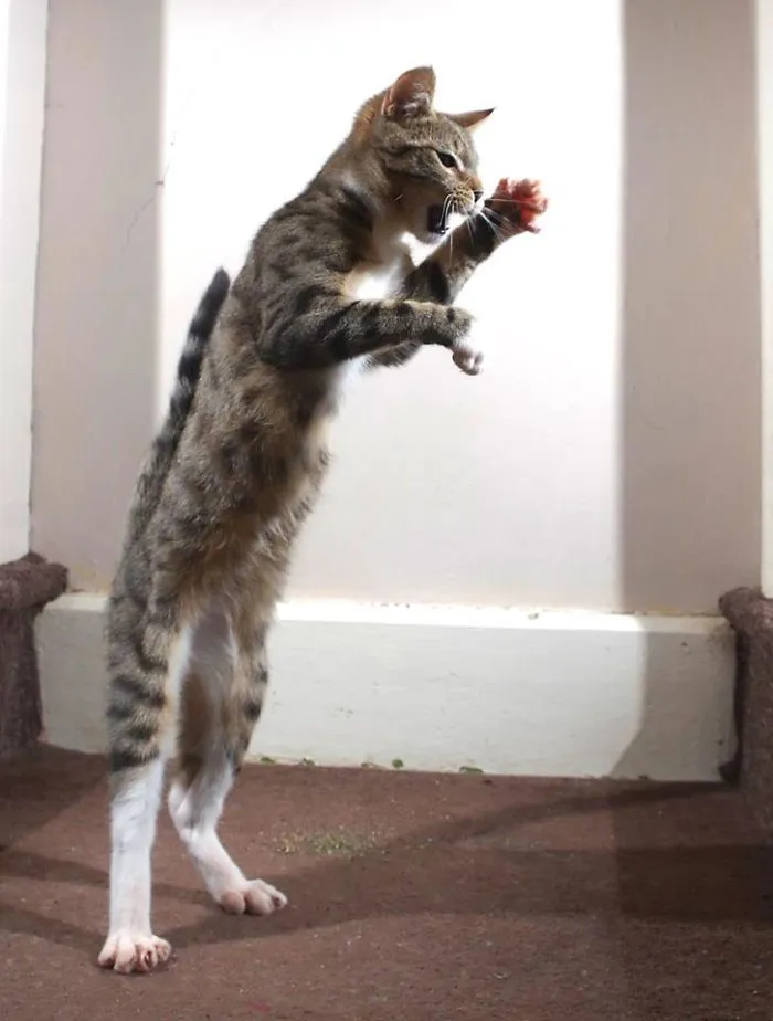 Catzilla