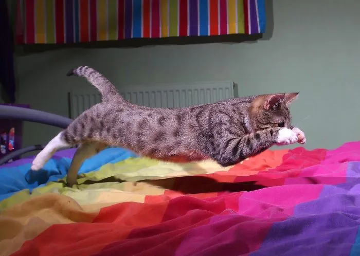 Hover Kitty