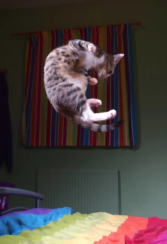 Trampoline Kitty