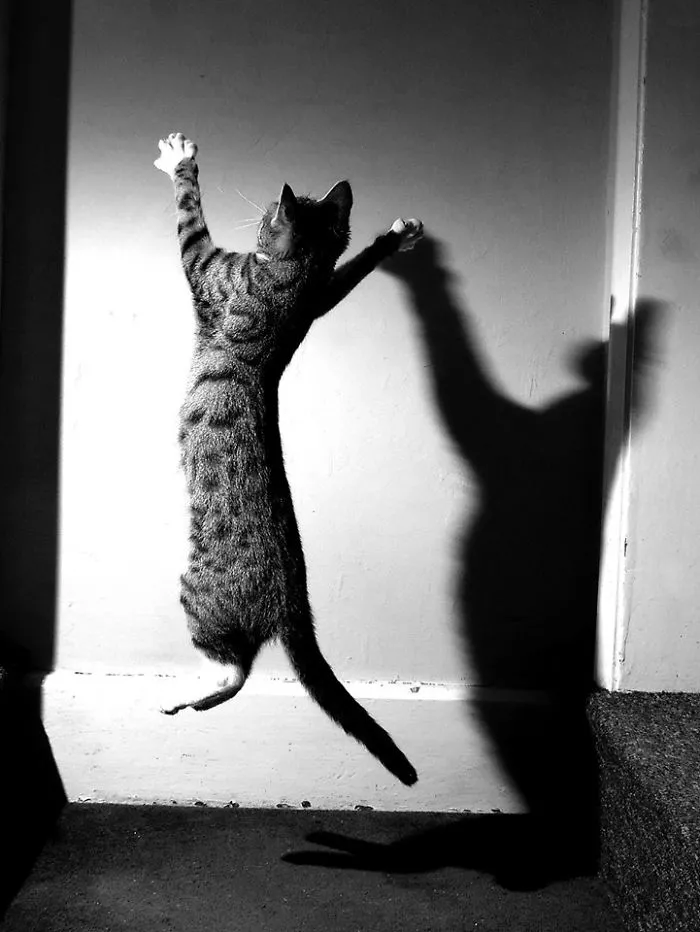 Kitty Noir